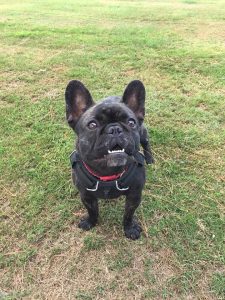 Introducing Dolly