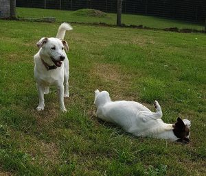 Plea for Minnie and Tyson